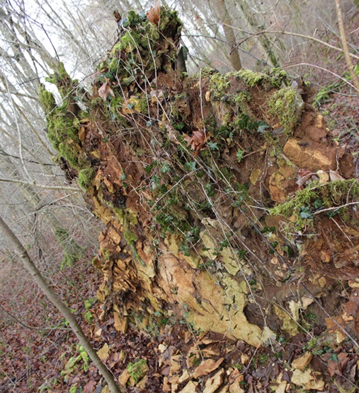 Implantation en surface des racines des arbres dans la plaine des Vosges (arbre déraciné)- 1er janvier 2016.